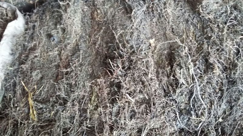 广西桂林野生白花蛇舌草：一手货源