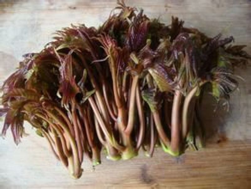 香椿树苗90~100cm