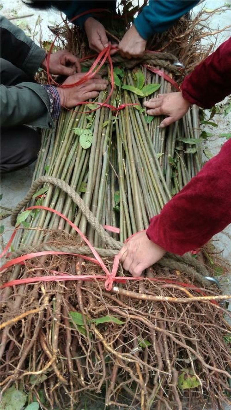 香椿树苗90~100cm
