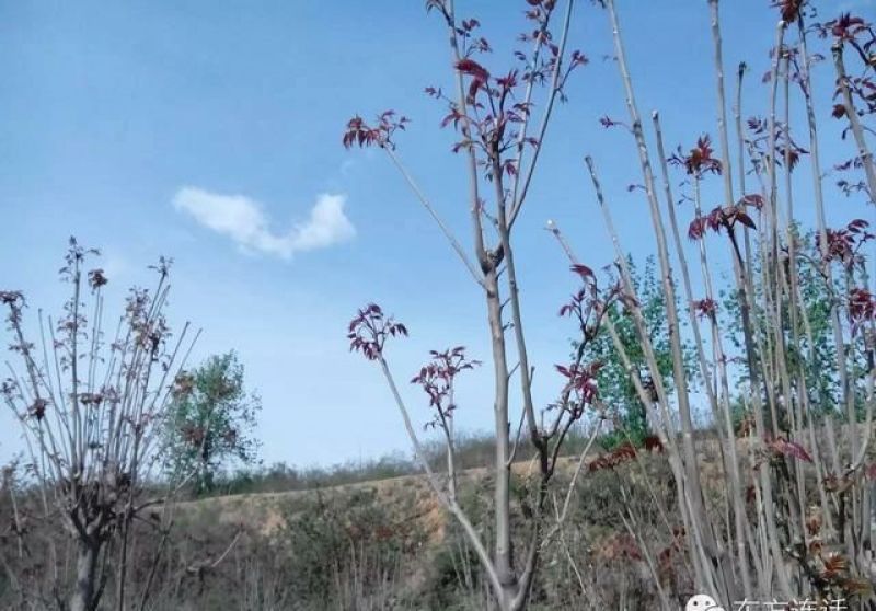 香椿树苗90~100cm