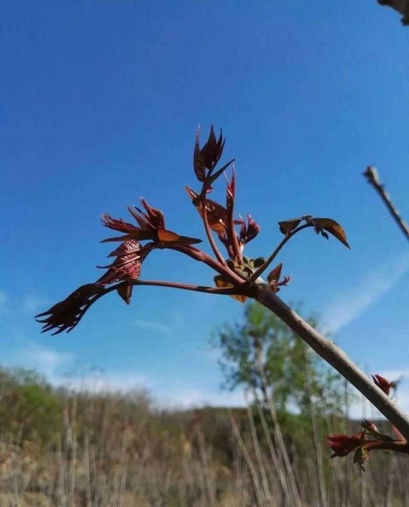 香椿树苗90~100cm