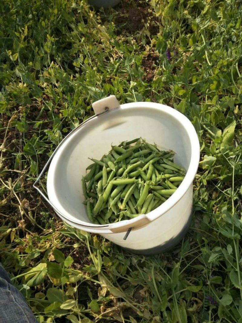 豌豆饱满