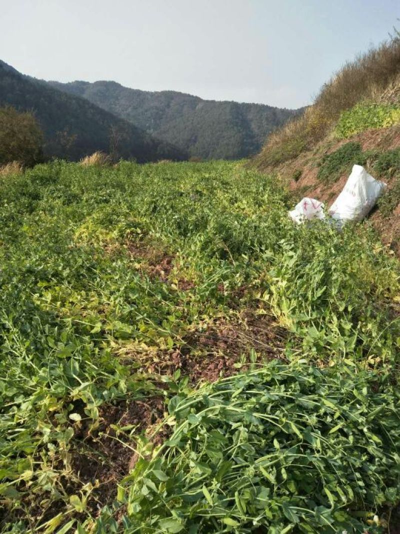 豌豆饱满