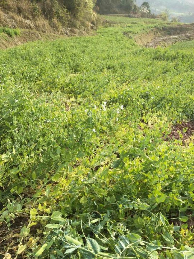 豌豆饱满