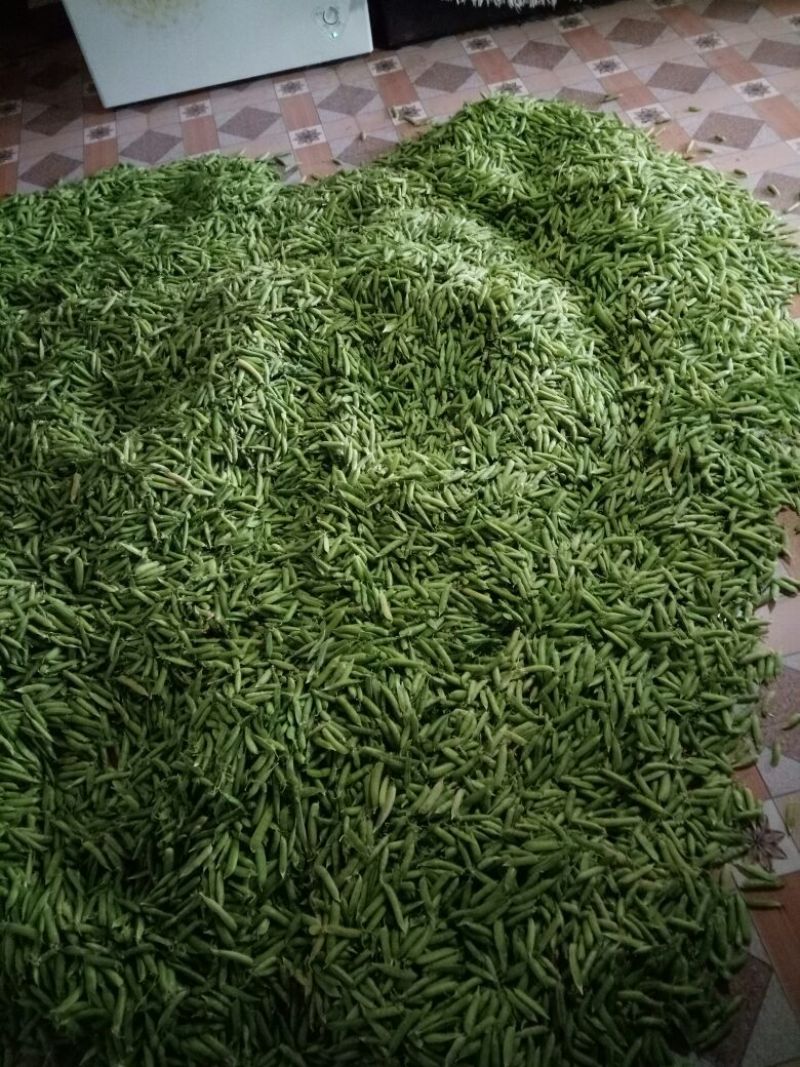 豌豆饱满