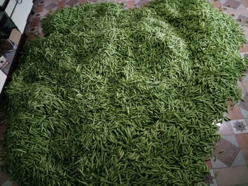 豌豆饱满