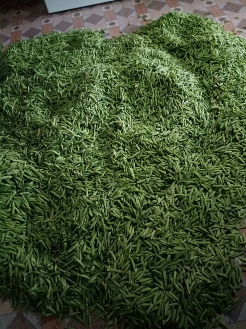 豌豆饱满