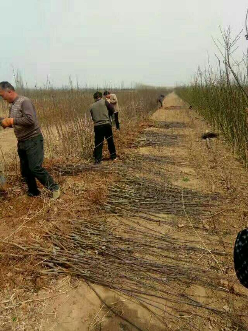 山西苹果苗品种红富士苹果树苗烟富系列1-3公分