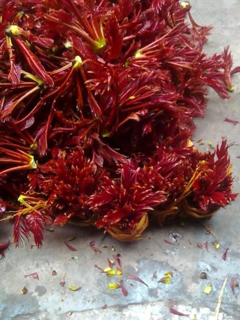 香椿芽10cm以下