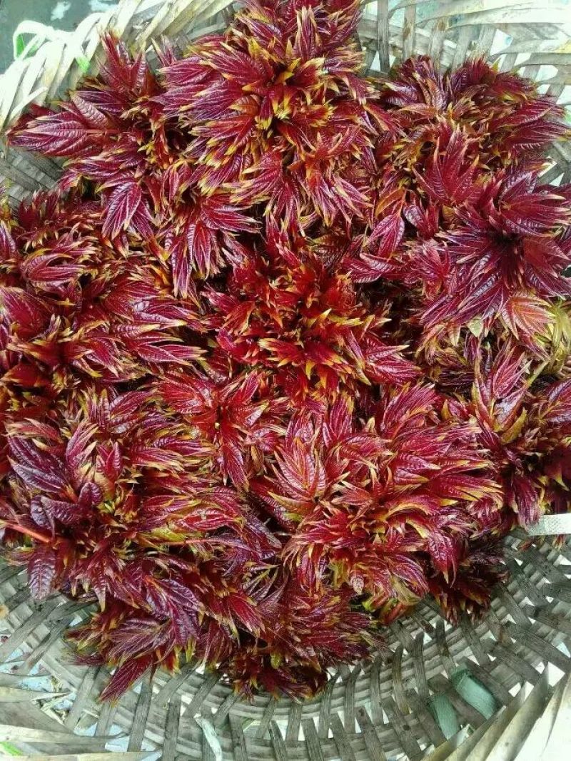 香椿芽10cm以下