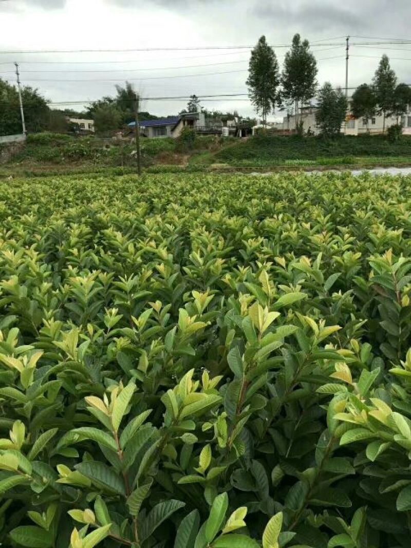 台湾珍珠番石榴苗30~50cm