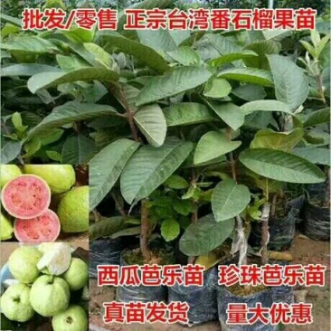 台湾红心番石榴苗30~50cm