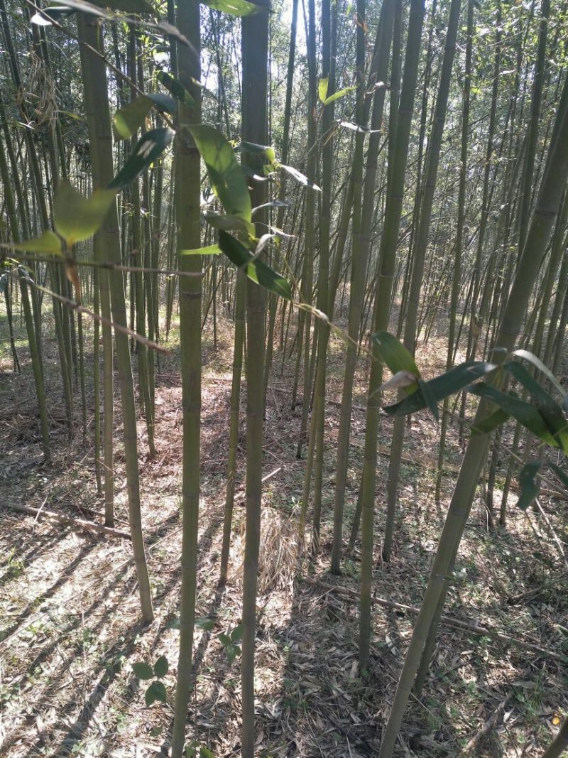 绿竹2~3m