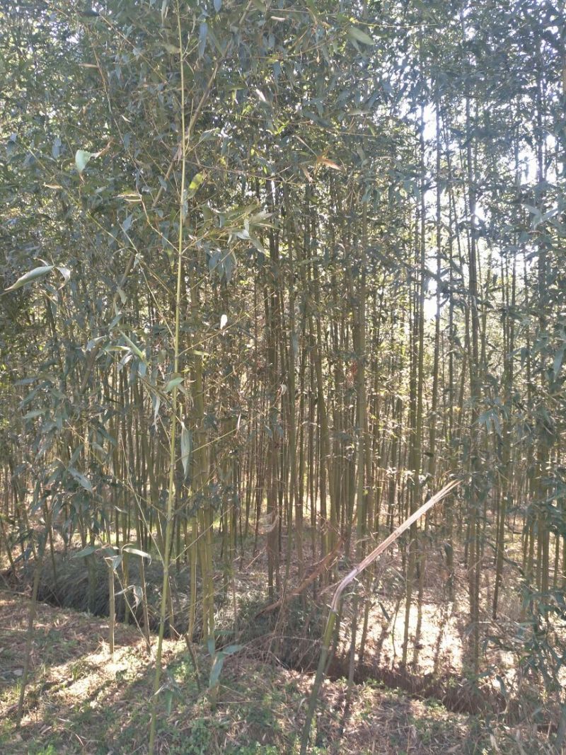 绿竹2~3m