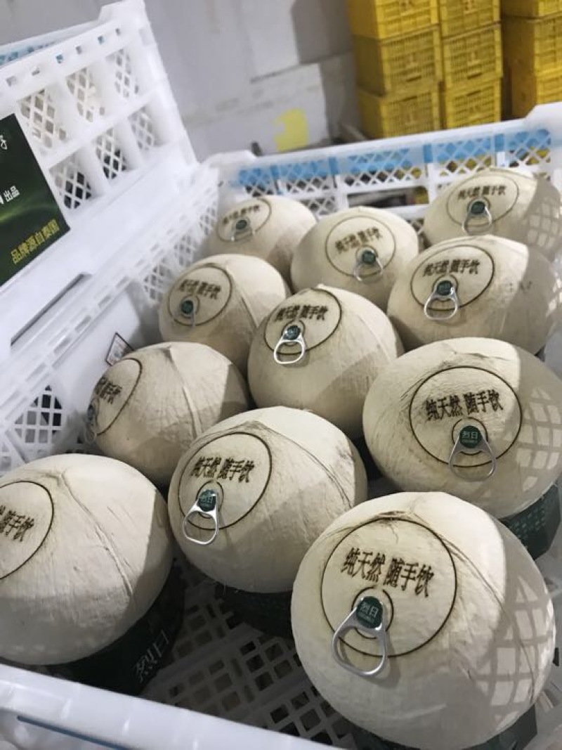 海南椰子1.5~2斤