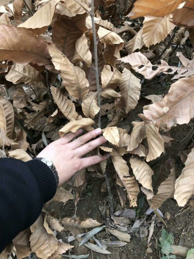 板栗苗80cm以上