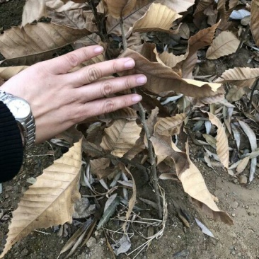 板栗苗80cm以上