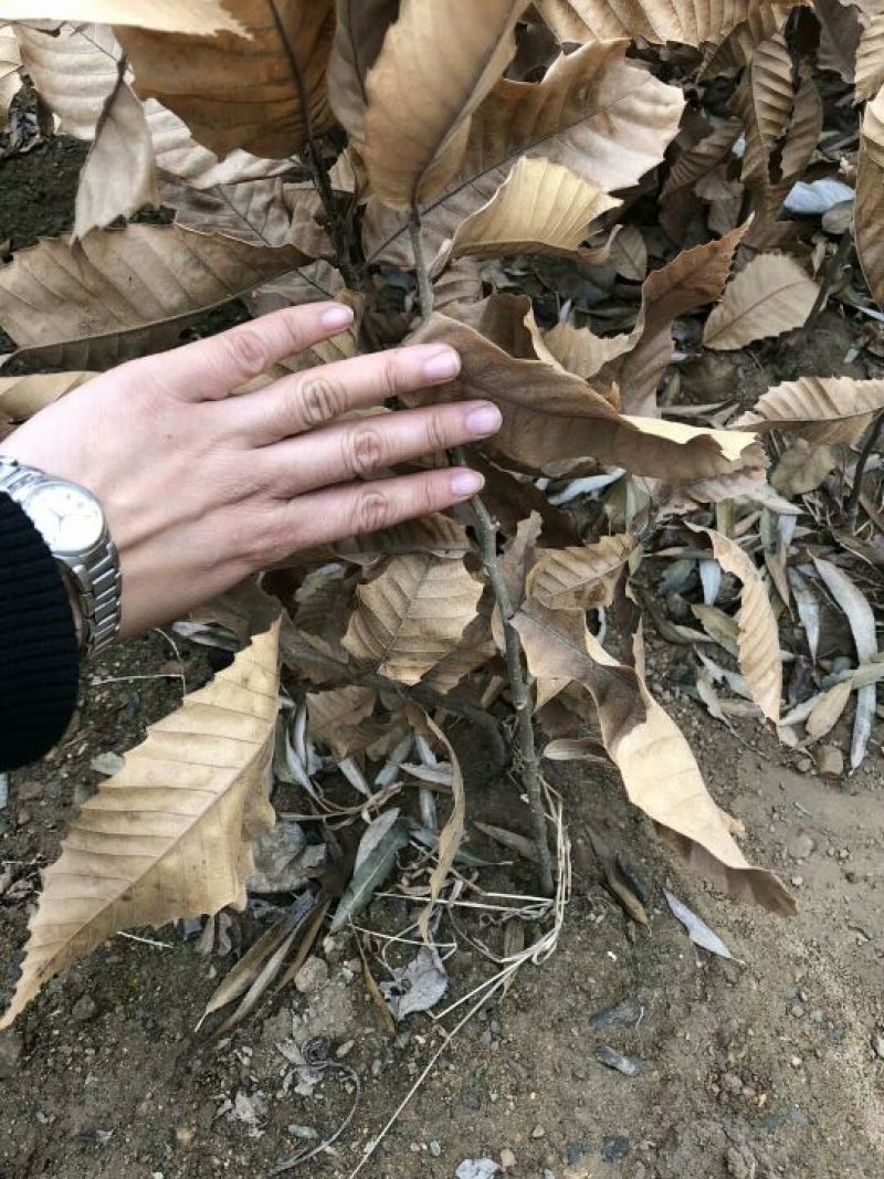 板栗苗80cm以上