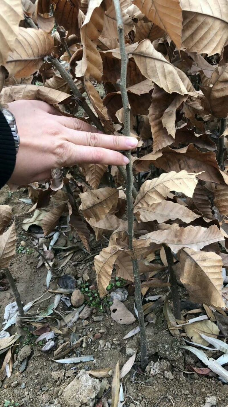 板栗苗80cm以上
