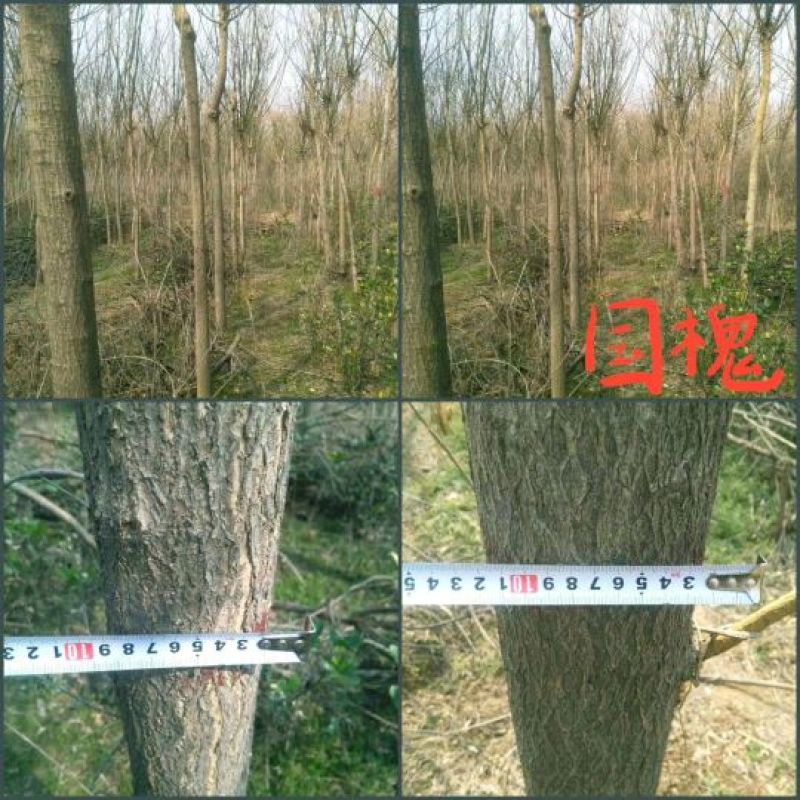 国槐10~12cm8~10cm1~2米