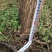 国槐10~12cm8~10cm1~2米