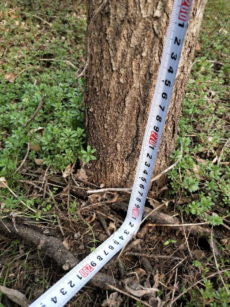 国槐10~12cm8~10cm1~2米