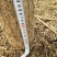 国槐10~12cm8~10cm1~2米