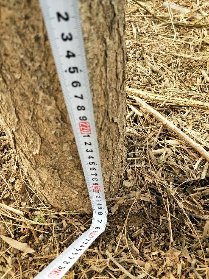 国槐10~12cm8~10cm1~2米