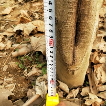 法桐10~12cm8~10cm3.5~4米1~2米