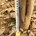 法桐10~12cm8~10cm3.5~4米1~2米