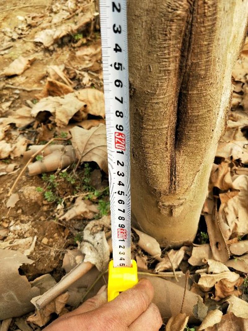 法桐10~12cm8~10cm3.5~4米1~2米