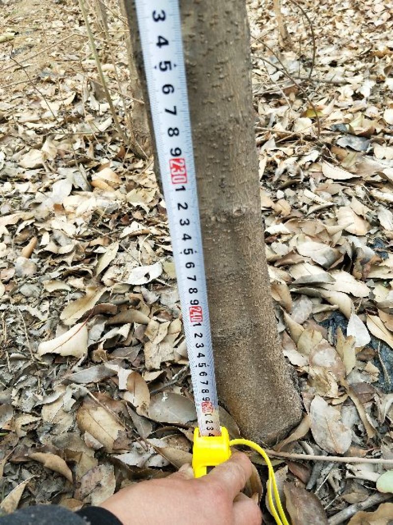 大叶女贞4~6cm