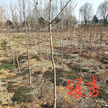 银杏实生树2~4cm2.5~3米1米以下