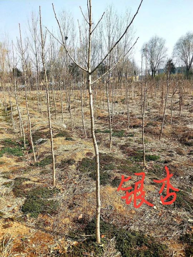 银杏实生树2~4cm2.5~3米1米以下