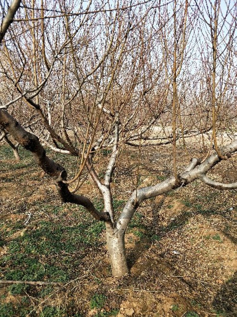 桃树18~20cm1.5~2米