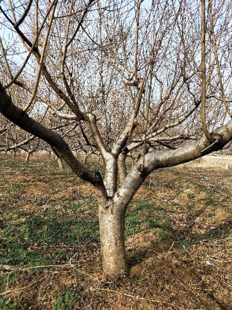 桃树18~20cm1.5~2米