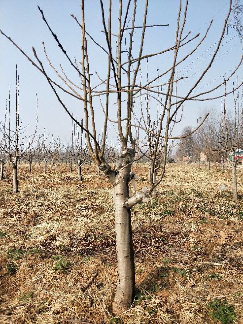 梨树10~12cm1.5~2米
