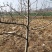 梨树10~12cm1.5~2米