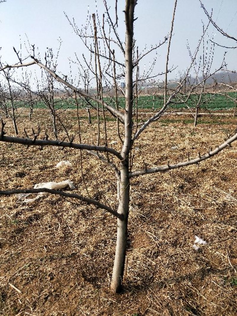 梨树10~12cm1.5~2米