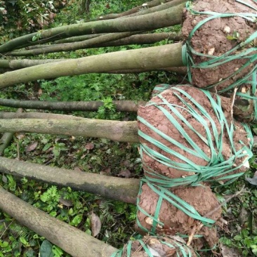 香樟6~8cm4cm以下2.5~3米