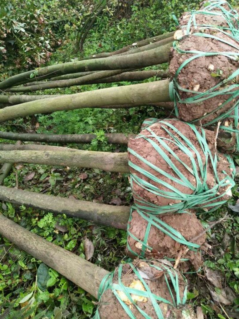 香樟6~8cm4cm以下2.5~3米