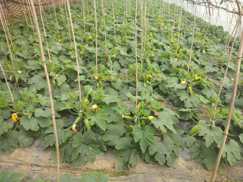 绿皮西葫芦0.8斤以上