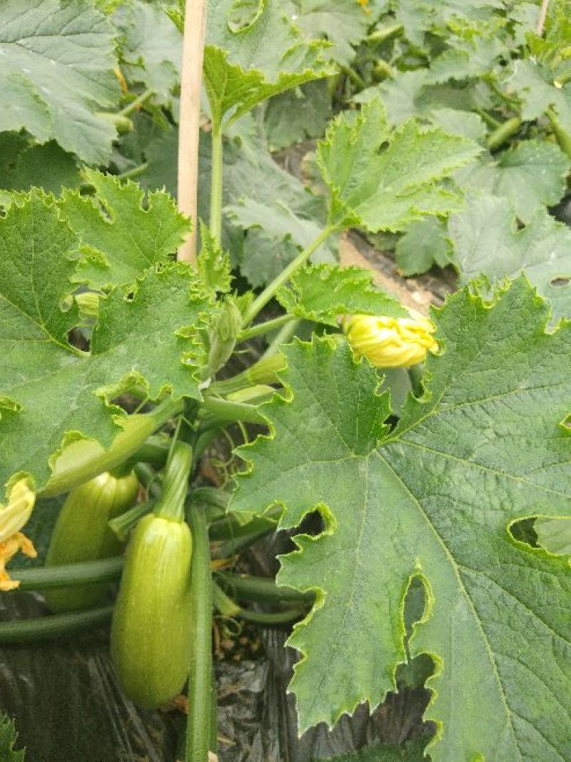 绿皮西葫芦0.8斤以上