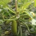 绿皮西葫芦0.8斤以上