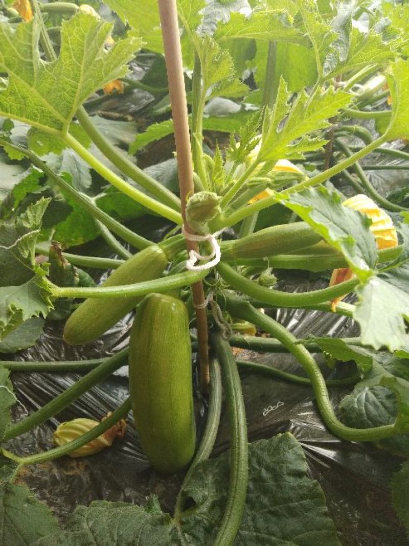 绿皮西葫芦0.8斤以上