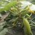 绿皮西葫芦0.8斤以上