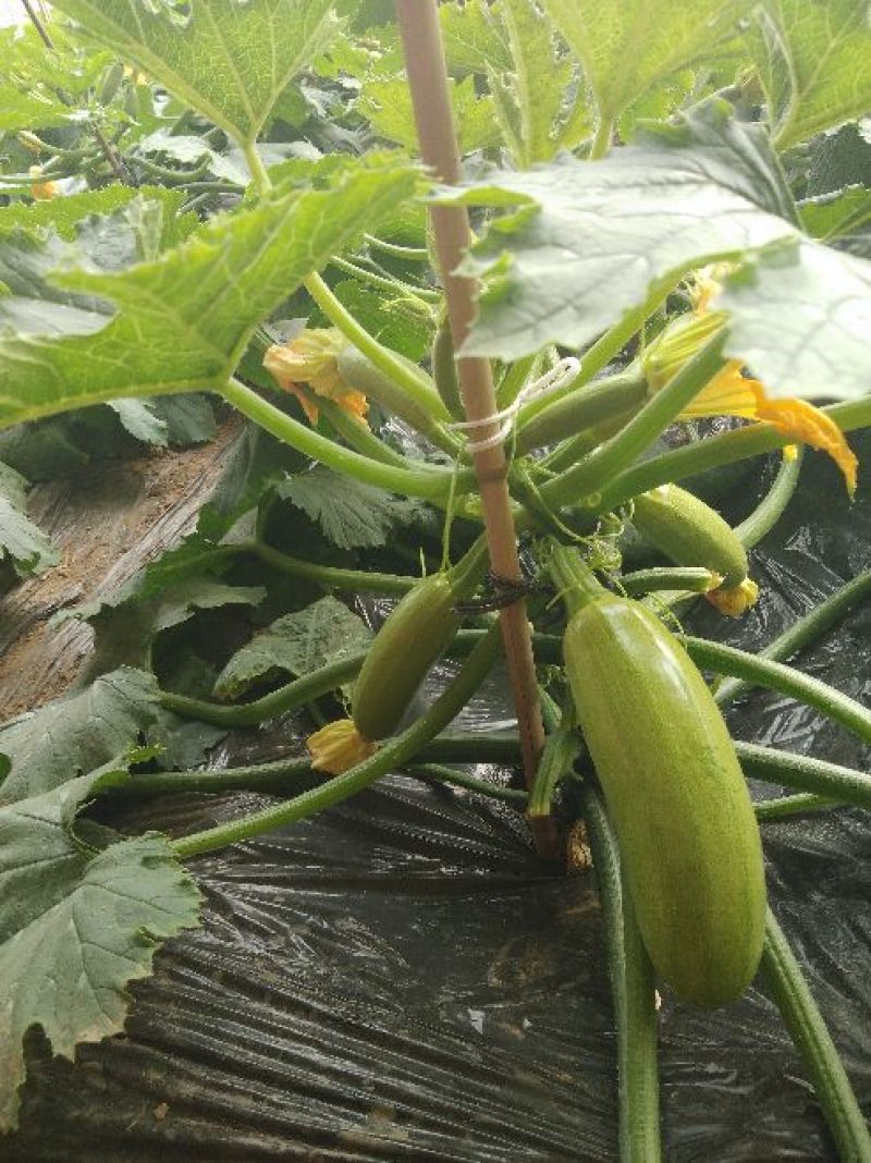 绿皮西葫芦0.8斤以上