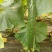 刺黄瓜干花带刺22~25公分
