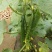 刺黄瓜干花带刺22~25公分