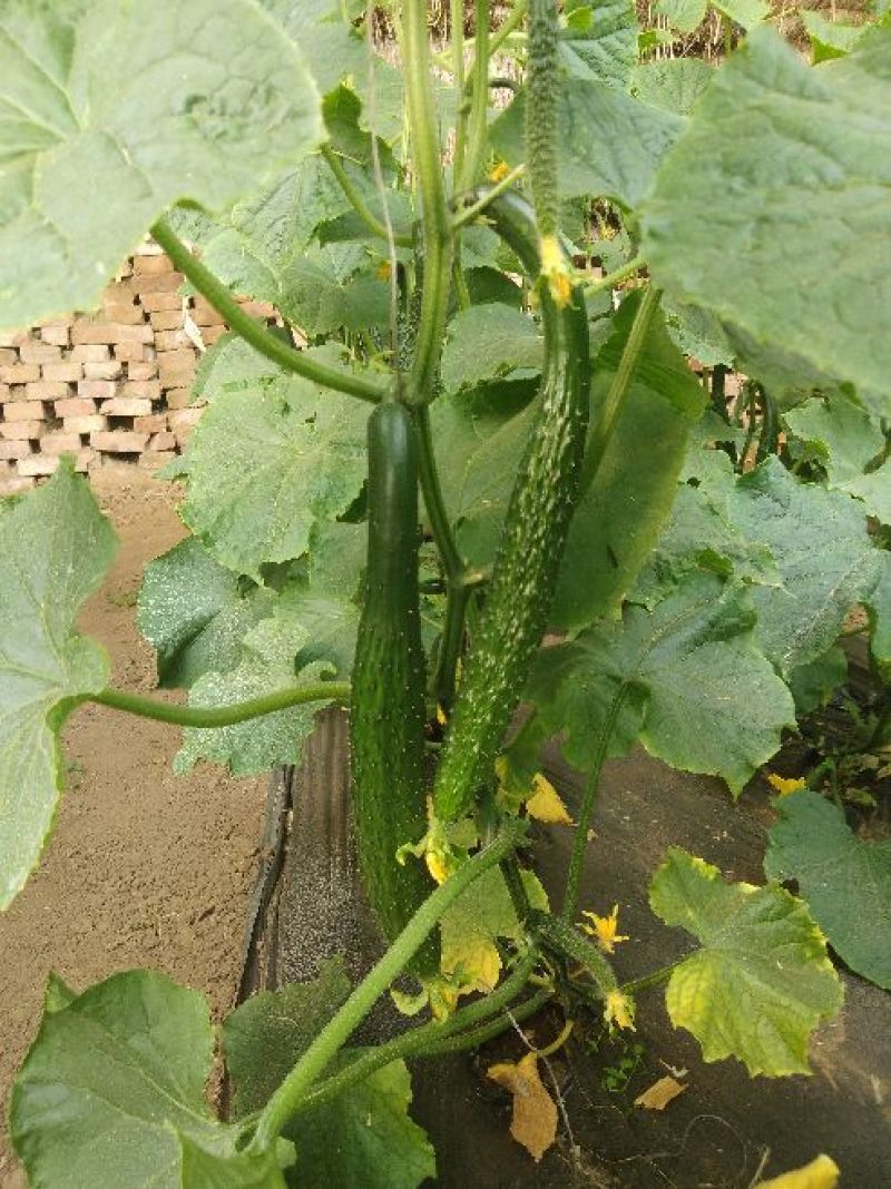 刺黄瓜干花带刺22~25公分
